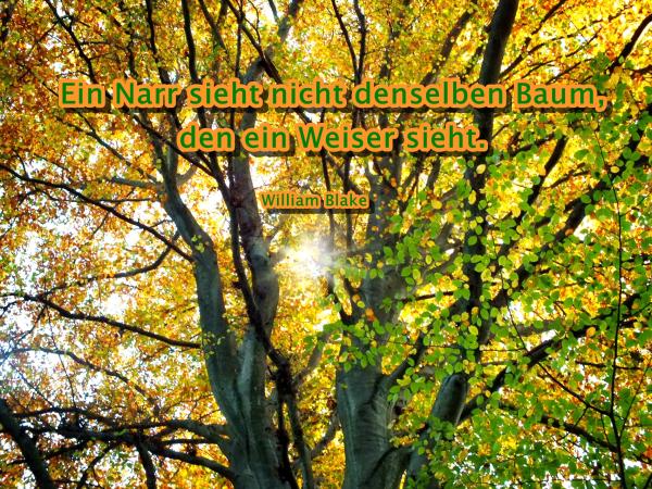 ein-narr-sieht-nicht-den-selben-baum