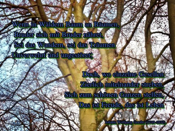 goethe-waldgedicht-2-1