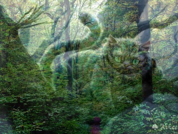 grinsekatze-im-wald-2