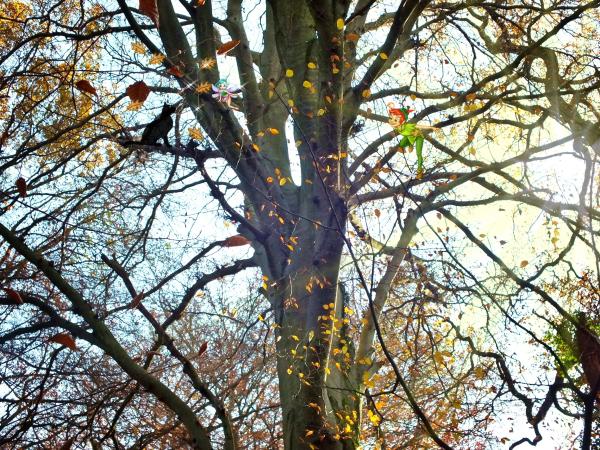 immer-wieder-schoen-susis-schutz-und-meine-lieblingsbuche-mit-zauber