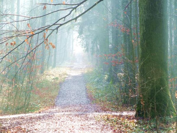 nebelimpressionen-im-januar-2014-2