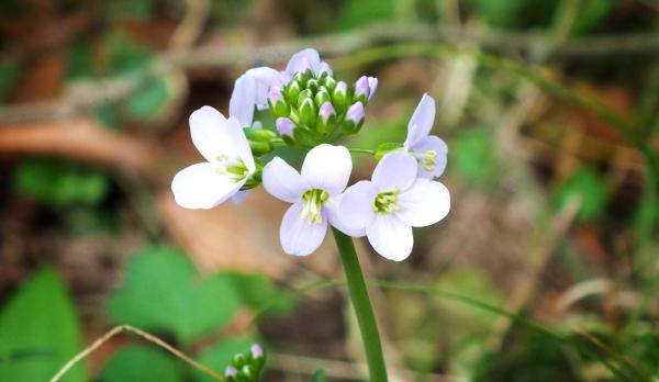 bluemchen-bei-susi-2-mitte-maerz-2014