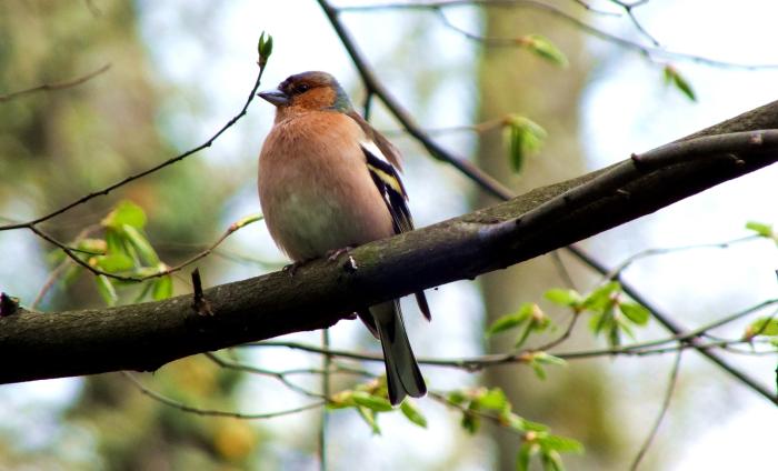 buchfink-singt-mir-ein-staendchen-2