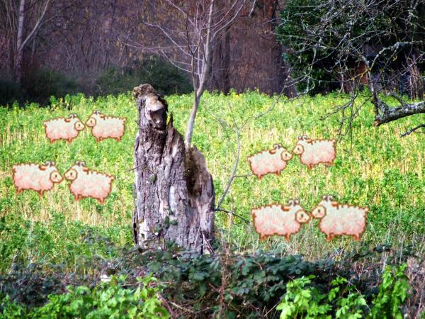 der-hirte-auf-dem-feld-februar-2014-mit-trick