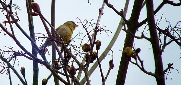 gruenfink-traellert-sein-lied-im-maerz-2014-2