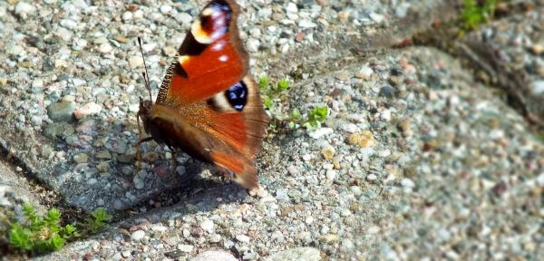 mein-freund-der-tagpfauenauge-letzter-maerztag-2014