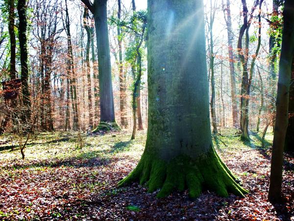 meine-buche-im-februar-2014