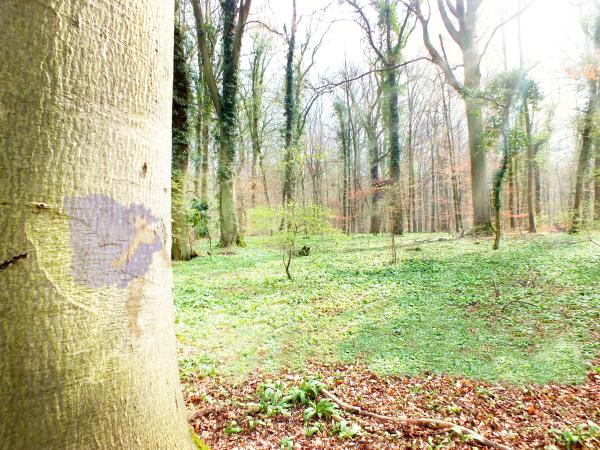 meine-lieblingsbuche-im-sonnenschein-und-schutzengelcrash-maerz-2014mit-zauberei