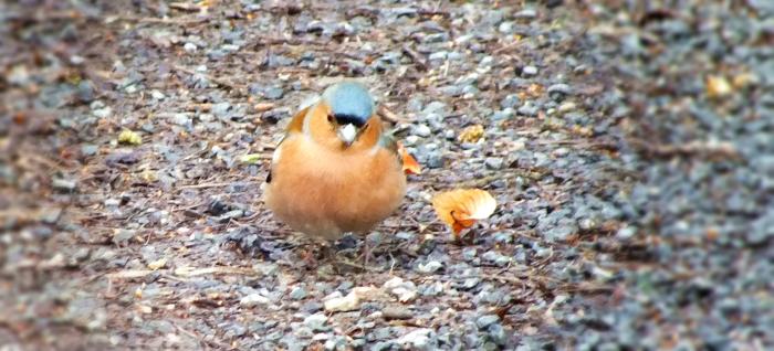 zutraulicher-buchfink-hoffentlich-sehe-ich-ihn-wieder-dies-war-ende-maerz-2014