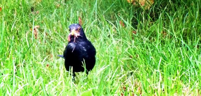 amselchen-bei-der-futtersuche-2-kleiner-die-amsel-3-groesser