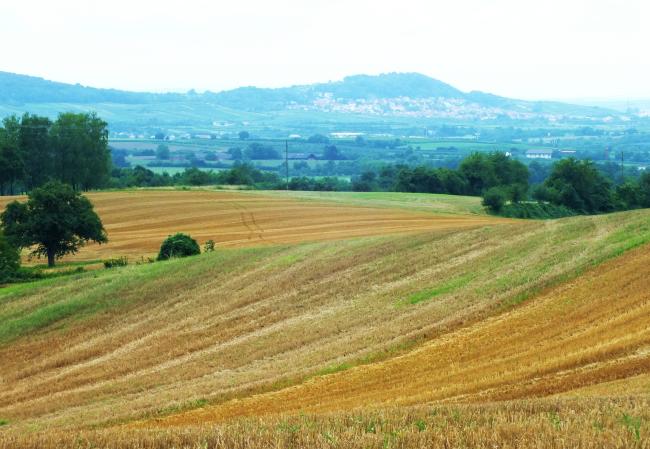 anfang-august-erste-herbstgruesse-ganz-oben-auf-dem-berg-2014