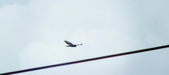 da-begleitet-schoko-mich-wieder-nach-unten-anfang-sep-20141