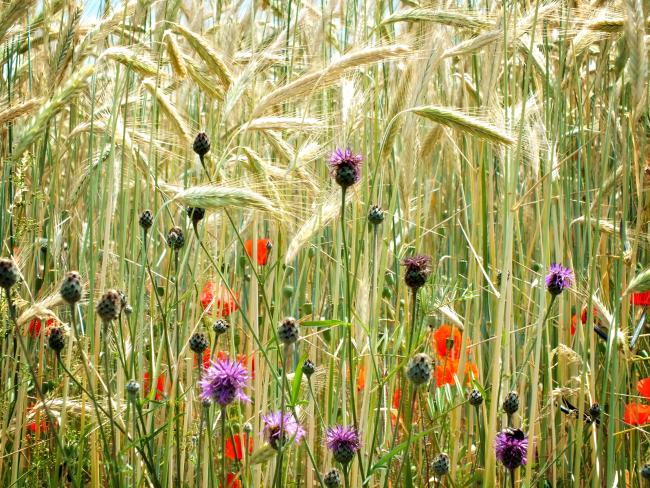 kornblumen-und-klatschmohn-juni-2014-auf-dem-1-berg