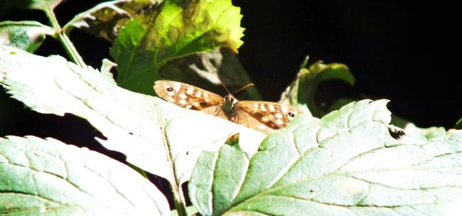 mein-freund-der-waldschmetterling-anfang-august-2014