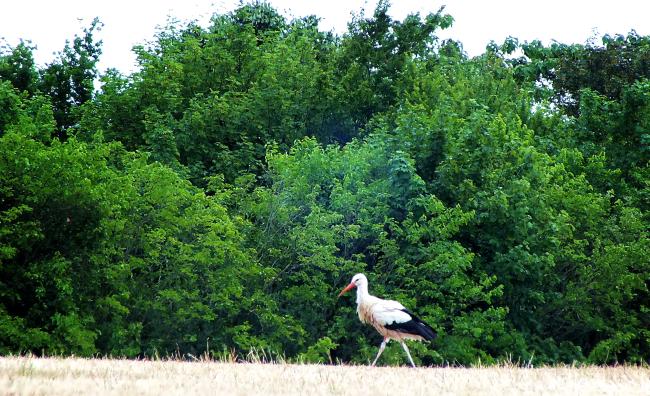 mein-klapperstorch-besucht-mich-auf-dem-berg-juni-2014