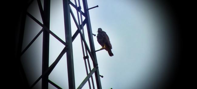 schoko-hatte-vorher-einen-flugunfall-simuliert-und-zeigte-sich-nach-13-minuten-geplustert-und-traurig-auf-dem-masten-anfanf-sep-2014