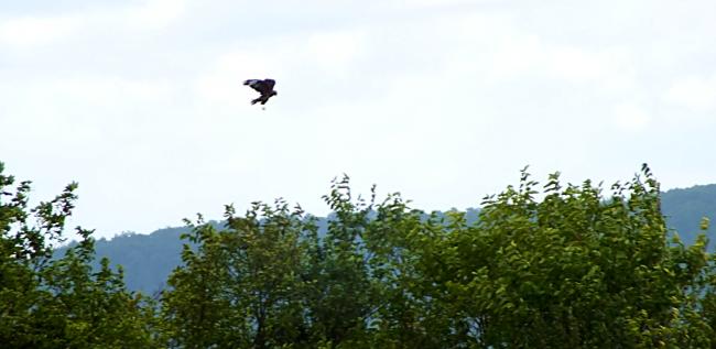 schoko-im-schauflug-mitte-august-2014