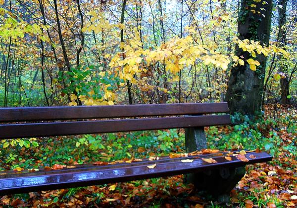 bank-im-novemberregen