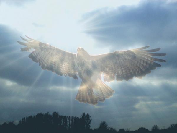 bussard-in-flug