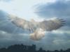 bussard-in-flug