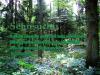 frei-wie-ein-baum-und-geschwisterlich-wie-ein-wald