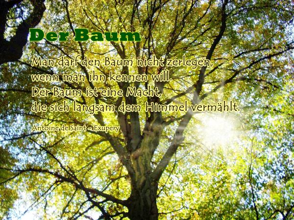 man-darf-den-baum-nicht-zerlegen