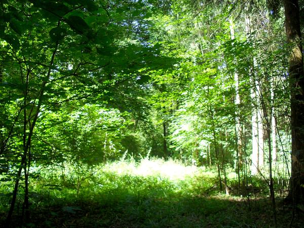 mein-sommerwald-mitte-august