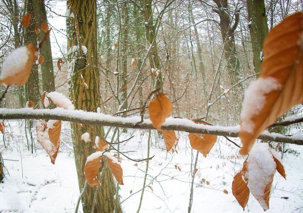 schnee2012dez