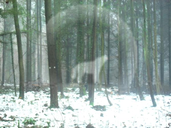 wolf-im-daemmelwinter