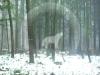 wolf-im-daemmelwinter