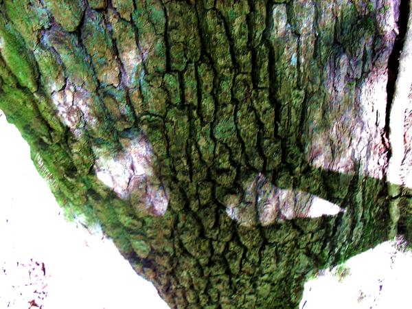 der-baum-und-ich