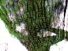 der-baum-und-ich