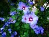 hibiskus-der-draussen-waechst