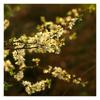 Crosewicker-Feld-068