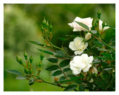 Kijk-Tuin_Juust-Wa-k-Wou-169