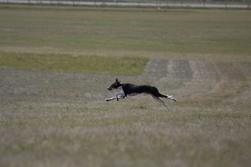 malak am 30.8.2009 bei seinem ersten coursingtraining, © nici faschingeder