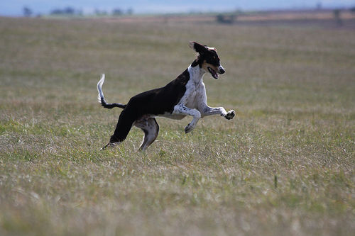 malak am 30.8.2009 bei seinem ersten coursingtraining, © nici faschingeder