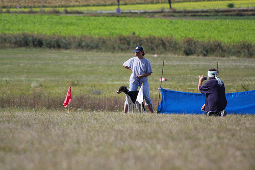 malak am 30.8.2009 bei seinem ersten coursingtraining, © nici faschingeder