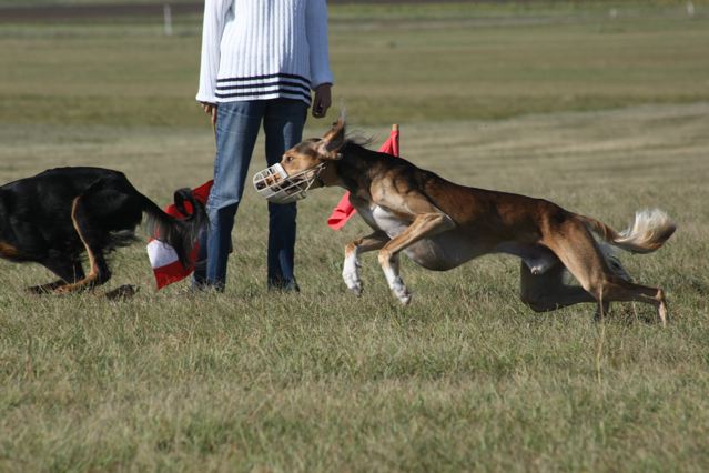 coursingtraining 30.8.2009, © bettina seidl