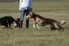 coursingtraining 30.8.2009, © bettina seidl