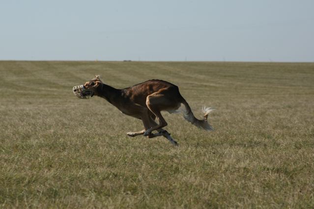 coursingtraining 30.8.2009, © bettina seidl