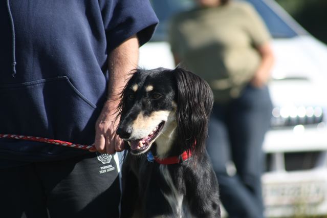 coursingtraining 30.8.2009, © bettina seidl