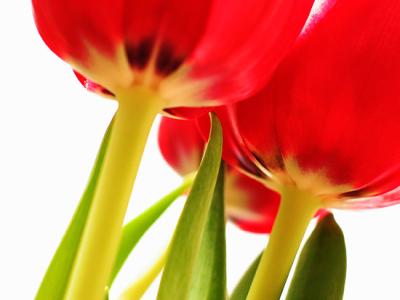 tulpen