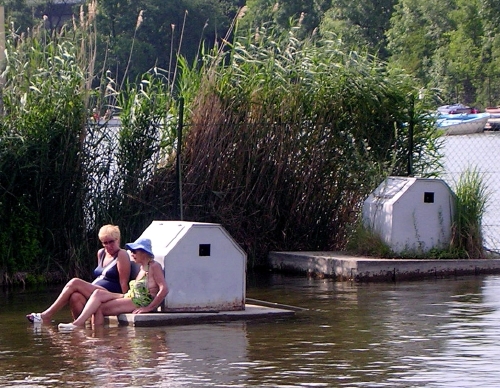 und sie nehmen tatsächlich den enten den platz weg