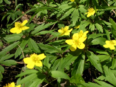 spring in lower austria