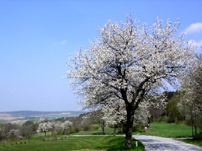 spring in lower austria