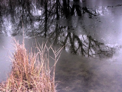 lobau