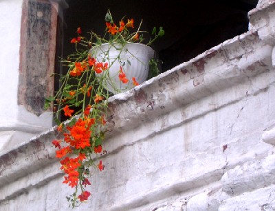 flowers in yaroslavl kremlin