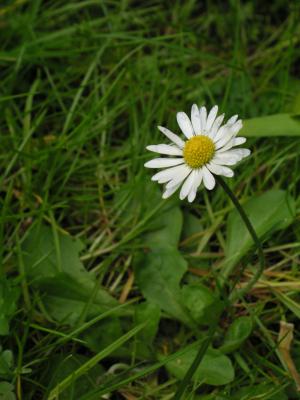 Blumen-012