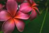 home_plumeria